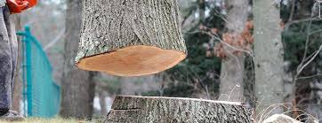 How Our Tree Care Process Works  in  Beechwood Trails, OH