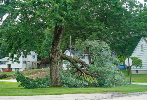 Beechwood Trails, OH Tree Services Company