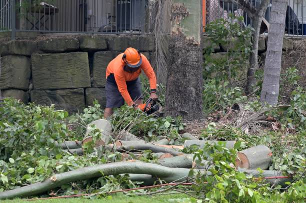 Tree and Shrub Care in Beechwood Trails, OH